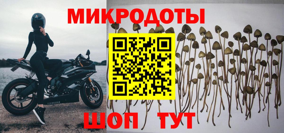 Галлюциногенные грибы MAGIC MUSHROOMS Сланцы