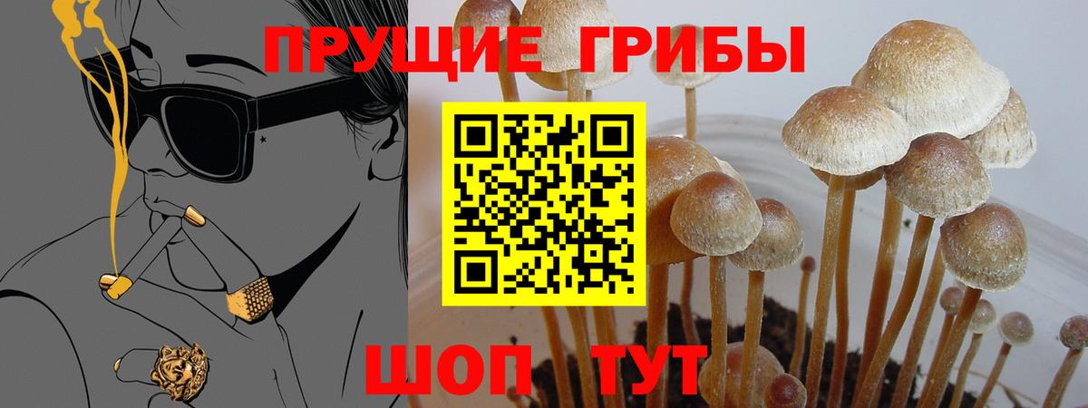Сланцы  закладка  Вход с VPN  Псилоцибиновые грибы Psilocybe 